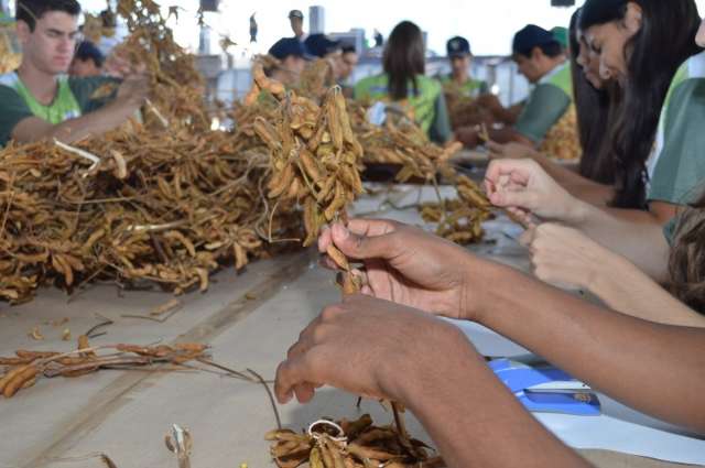 Produtores de MT vencem, de novo, concurso &quot;P&eacute; de Soja Solteiro&quot;