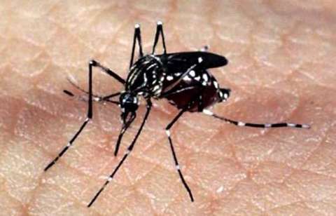 Mosquito ‘da dengue’ contaminou 1,4 mil em dois meses, aponta boletim 