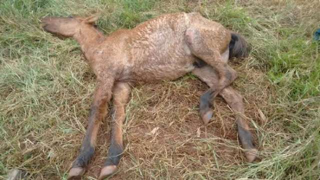 Cavalo doente &eacute; abandonado pelo dono em margem de c&oacute;rrego 