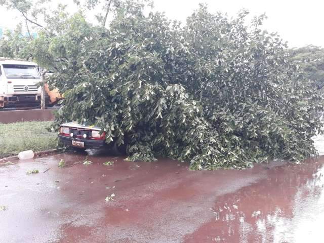 Ventos de 65 km/h derrubam &aacute;rvores e cobertura de posto de combust&iacute;veis