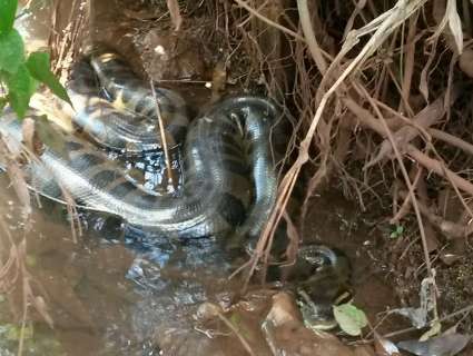 Sucuri de cinco metros devora pato e assusta moradores de bairro