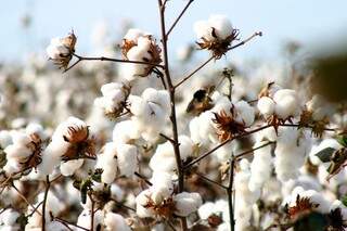 Plantio do algodão safrinha começa em dezembro (Foto: Ampasul)