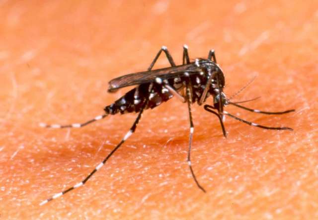MS entre os estados mais castigados pela dengue, diz Minist&eacute;rio da Sa&uacute;de