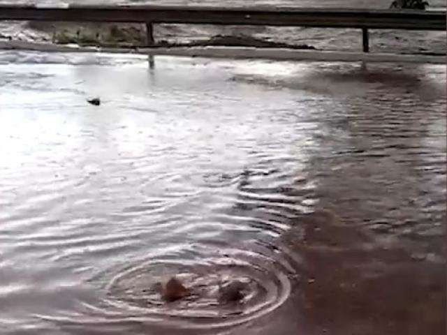 Rio Anhandu&iacute; transborda e peixes pulam na Avenida Ernesto Geisel