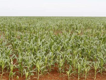  Escoamento de safra recorde de milho preocupa agricultores em MS