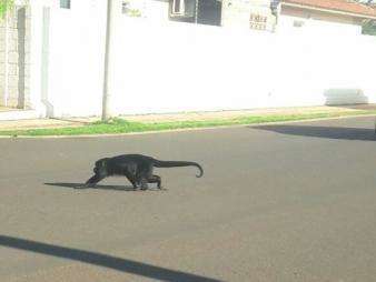 Macaco bugio passeia livremente em residencial no bairro Parati