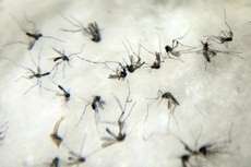 Governo de MS irá conhecer combate à dengue através de mosquito transgênico