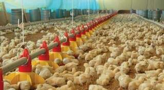 Em Dourados e Ivinhema, serão implantados 64 aviários em cada município. (Foto: Divulgação)