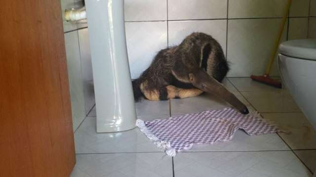 Moradora de Itapor&atilde; chama a pol&iacute;cia ao encontrar tamandu&aacute; dentro do banheiro