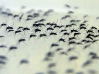 Exemplares de mosquitos da Fiocruz que levam a Wolbachia; bactéria pode ser usada no manejo da dengue. (Foto: Divulgação)