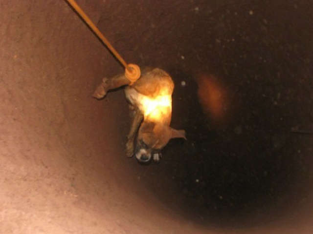  C&atilde;o sobrevive &agrave; queda de 30 metros em Amambai