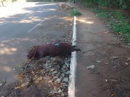 Em um mês, três capivaras são encontradas mortas em avenidas 