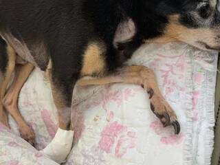 Cachorro teve parte da pata arrancada após ser atacado por Pitbull. (Foto: Arquivo Pessoal)