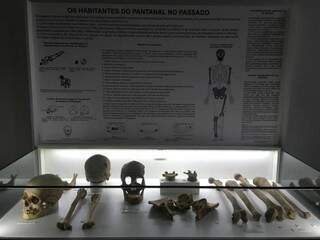 Acervo conta com mais de 61 mil gramas de ossos pré-históricos. (Foto: Mariana de Oliveira Conte)