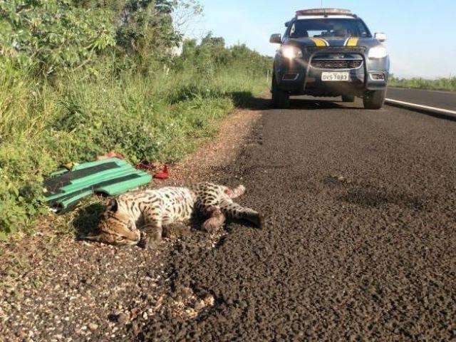 Jaguatirica atropelada em rodovia n&atilde;o resiste aos ferimentos e morre