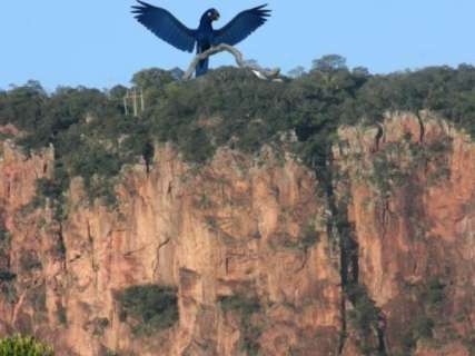 De asas abertas para turistas, arara azul é projeto de mirante no Pantanal