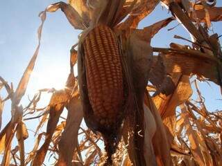Safra de milho em MS é recorde neste ano (Foto: Arquivo)