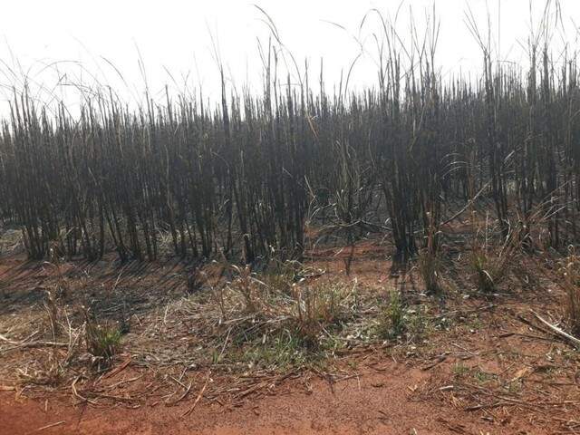 Usina Multada Em R Mil Por Inc Ndio Em Lavoura De Cana