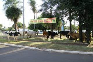 As vacas ficaram durante toda a manhã na praça (Foto: Marcos Ermínio)