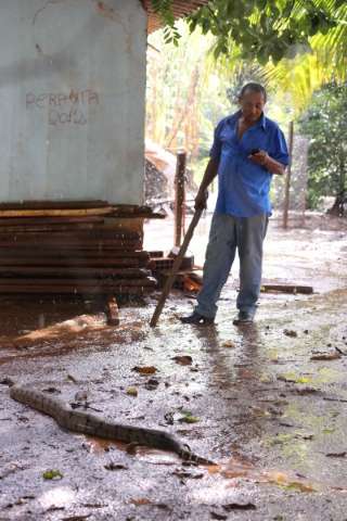 Jiboia de 1,5 metro aparece em rua e vira atra&ccedil;&atilde;o no Jardim Canguru