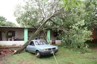Árvore caiu sobre veículo no bairro Rita Vieira (Foto: Marcos Ermínio)