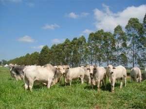 Evento que avalia a pecu&aacute;ria brasileira chega a Mato Grosso do Sul