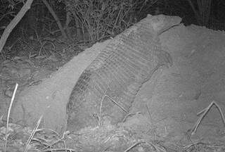  Pesquisadores fazem imagens de tatu gigante raro no Pantanal de MS