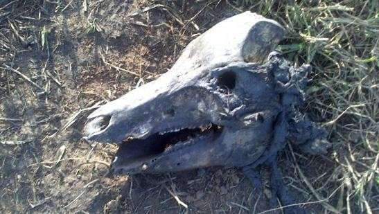 Pol&iacute;cia apreende mais de duas toneladas de carne impr&oacute;pria para consumo