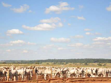  Abate de bovinos registra alta e deixa Estado em segundo no País