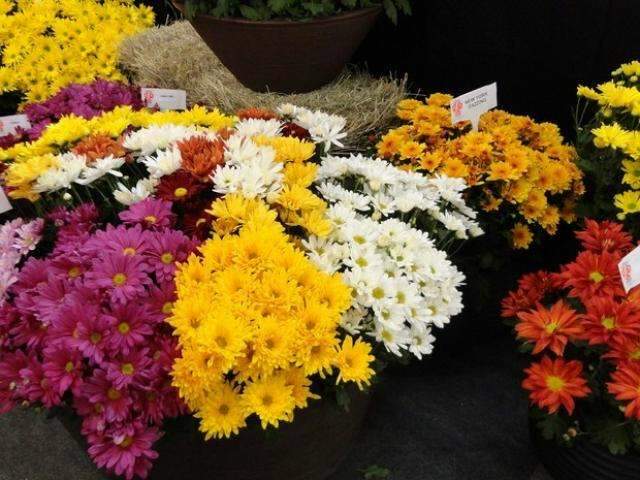 Pre&ccedil;os de produtos para Dia de Finados tem varia&ccedil;&atilde;o de 517%