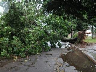 Árvore foi arrancada pela raiz na rua Tenente Tinoco, no Taveirópolis (Foto: Paulo Francis)