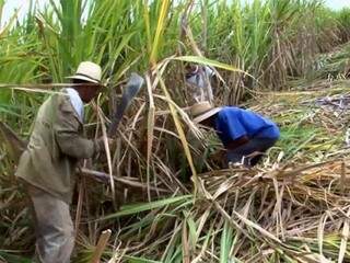 Dentre as atividades da Adecoagro está a produção de cana de açúcar. (Foto: MPT-MS) 