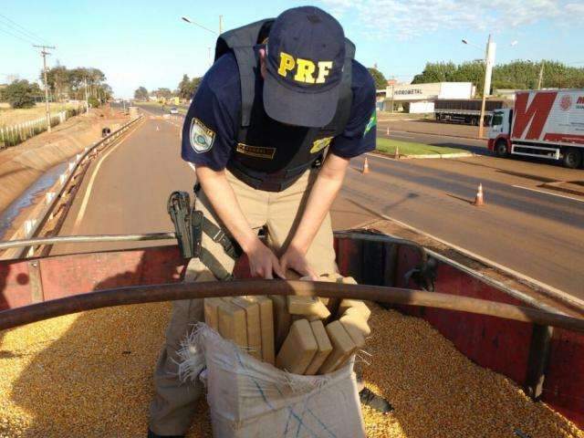 Pol&iacute;cia acha maconha em outra carga de milho e prende motorista e batedor