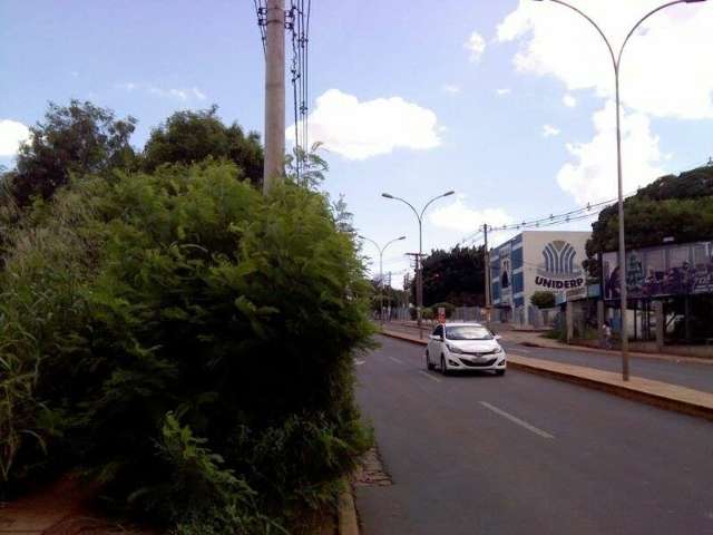 &Aacute;rvore atrapalha tr&acirc;nsito de pedestres na avenida Cear&aacute;