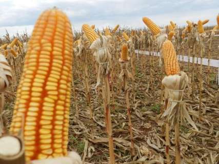 Colheita de milho entra na reta final na região norte de Mato Grosso do Sul 