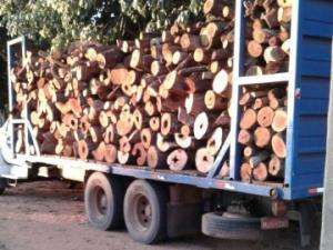 Caminhoneiro &eacute; multado por transportar carga de madeira sem documento
