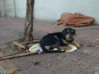 Cão, ao lado de seu dono, em situação de rua. Cada um se protege como pode nesse frio. (Foto: Simão Nogueira)