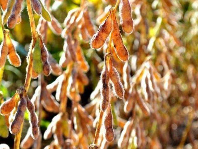 Apenas 17,8% das &aacute;reas para cultivo de soja de MS foram cadastradas