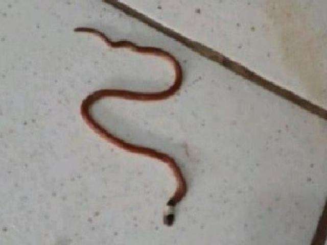 Cobra aparece em posto de sa&uacute;de e assusta pacientes e funcion&aacute;rios 