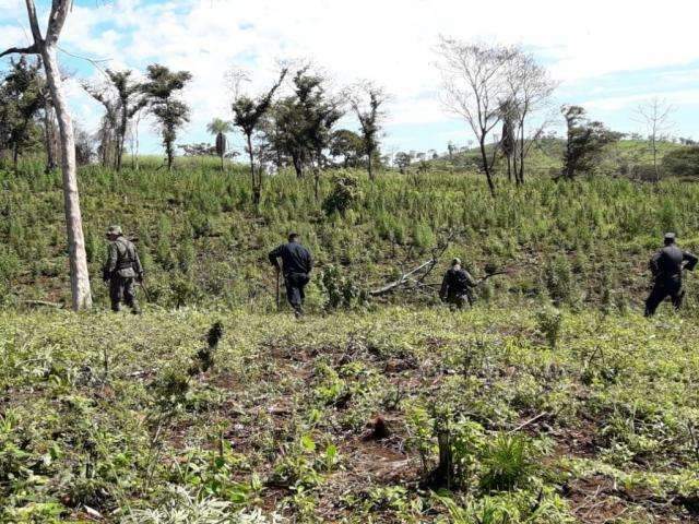 Pol&iacute;cia destr&oacute;i 8 hectares de planta&ccedil;&atilde;o de maconha na fronteira com MS