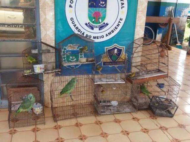 Criador de aves &eacute; multado em R$ 28 mil por manter plantel irregular