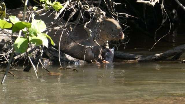 Rara em qualquer lugar, lontra branca &eacute; vista passeando em pousada de MS