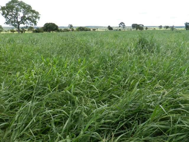Em nove meses, programa recupera 1,4 mil hectares de pastagens degradadas