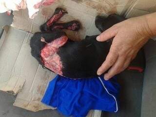 Cadelinha foi encontrada sem parte do couro e com duas patas quebradas (Foto: Reprodução/WhatsApp)