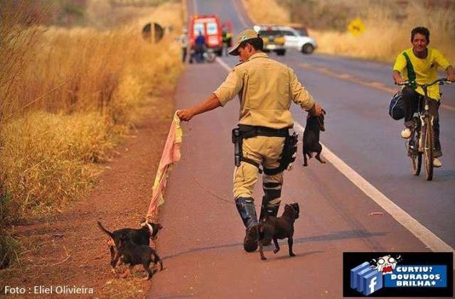 Foto de bombeiro salvando 4 cachorros em Dourados sensibiliza internautas