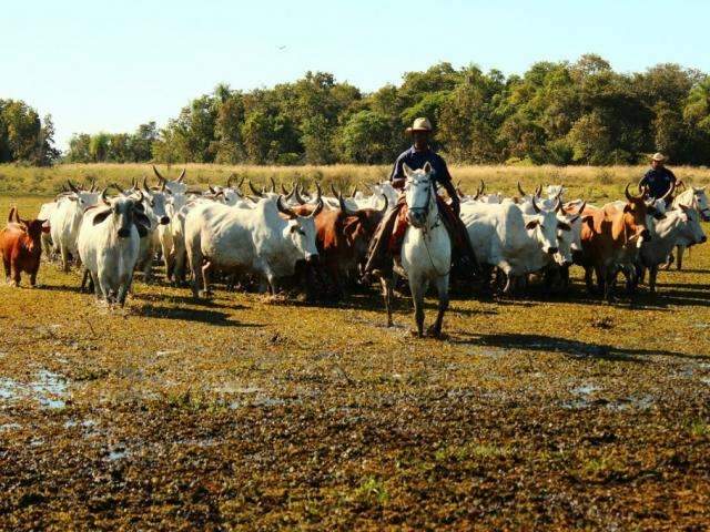 Embrapa prev&ecirc; cheia rigorosa e orienta retirada de bois das regi&otilde;es baixas