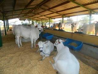 Mais de 400 animais estão sendo julgados hoje (Fotos: Divulgação/Sindicato Rural de Três Lagoas)