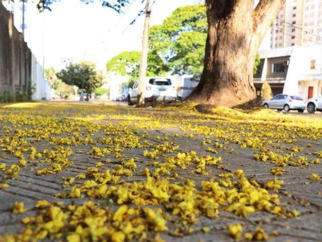 Com flores e promessa de chuva, primavera chega para animar campo-grandense