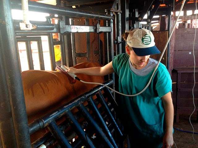Pecuarista usa ultrassom para analisar qualidade da carne e aumentar lucros