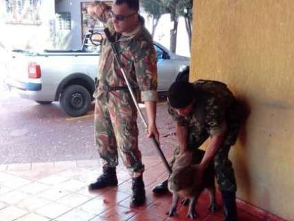 Polícia Ambiental captura capivara que circulava pelo Círculo Militar 